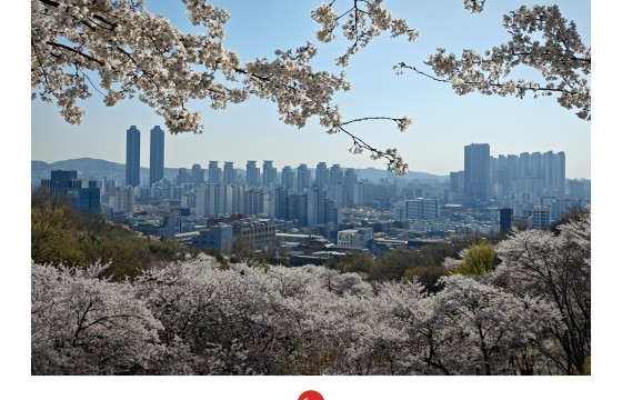 벛꽃이 품은 도심