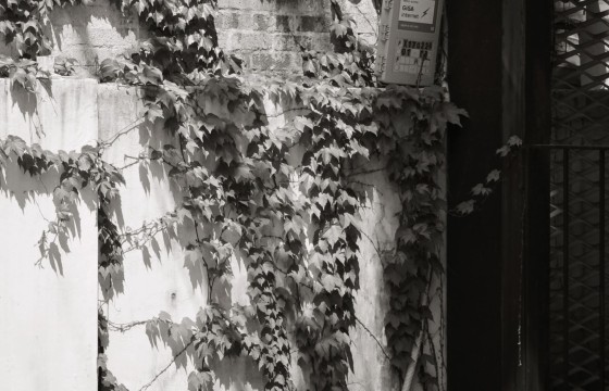 생명의 줄기