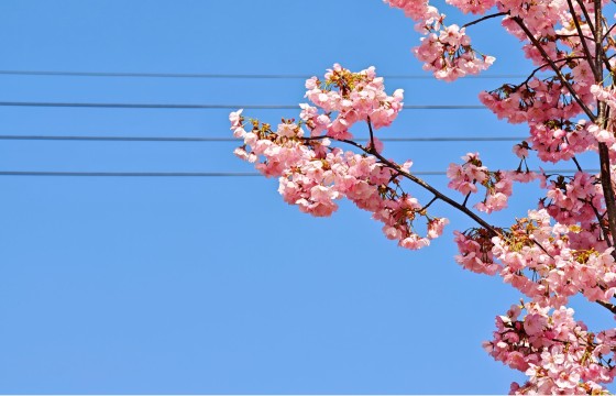 빛의 악보 - 4선지