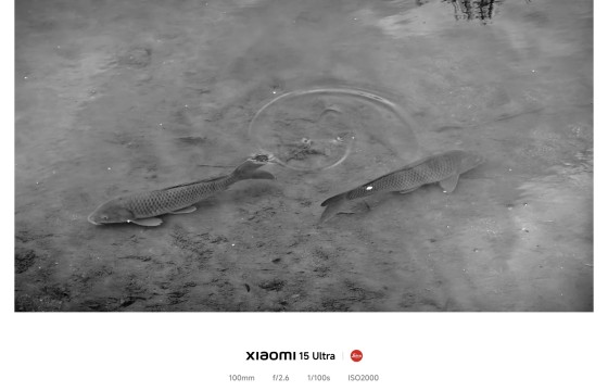 수묵(水墨)에 노니는 그림자
