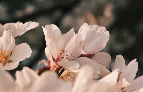 지금, 봄이 가장 아름답다.