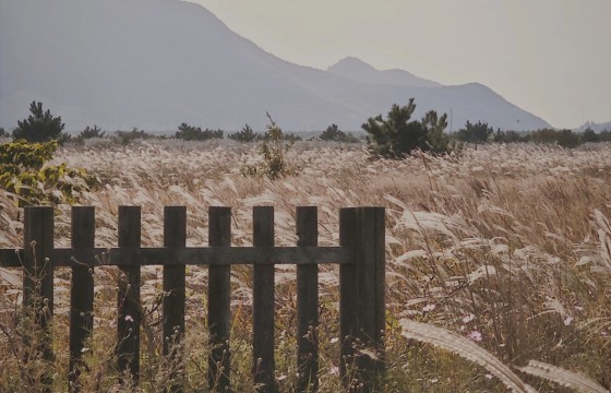 울타리 너머