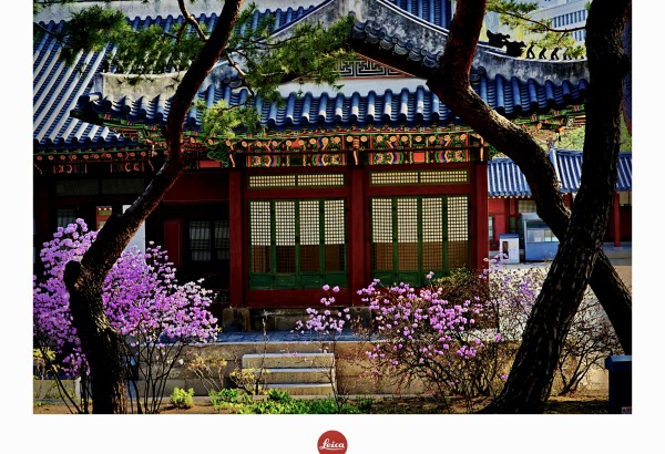 고궁의 봄